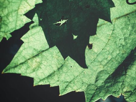 Grape leaves with shadowの写真素材