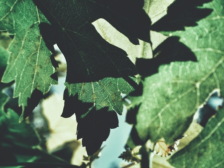 Grape leaves with shadowの写真素材