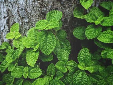 Pepper mint leavesの写真素材