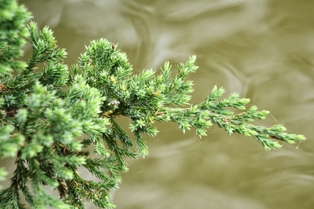 Fern leavesの写真素材