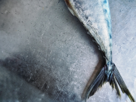Mackerel fishの写真素材