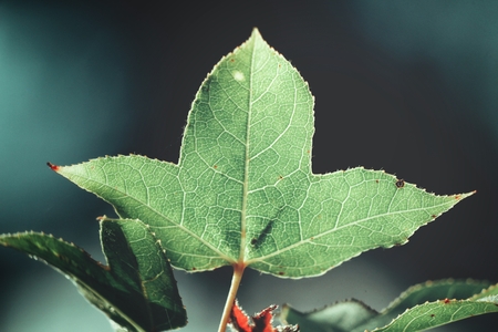 Maple treeの写真素材