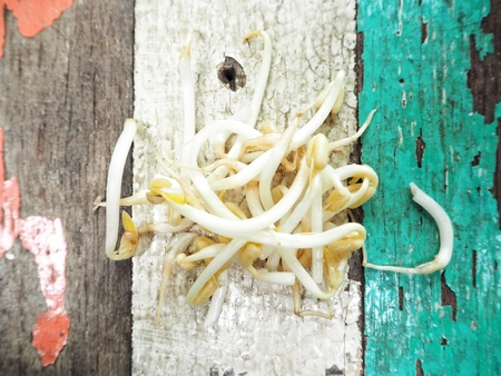 Bean sproutsの写真素材