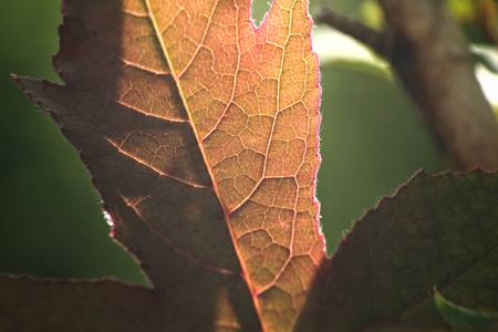 Maple treeの写真素材