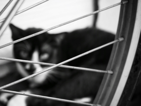 Cat with wheel bicycleの写真素材