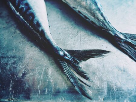 Mackerel fishの写真素材