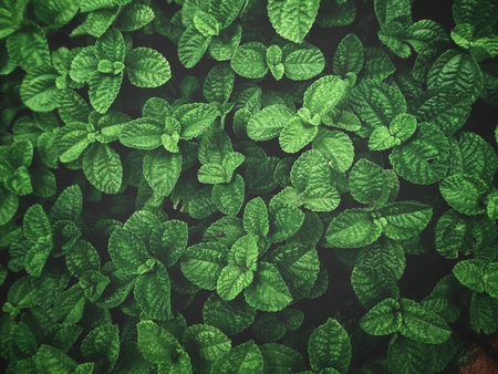 Pepper mint leavesの写真素材