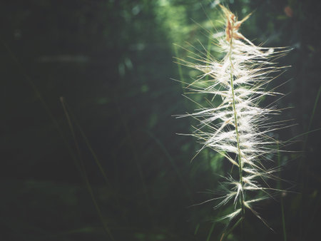 Grass flowersの写真素材