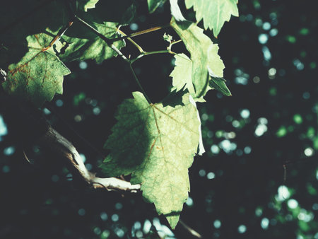 Grape leaves with shadowの写真素材