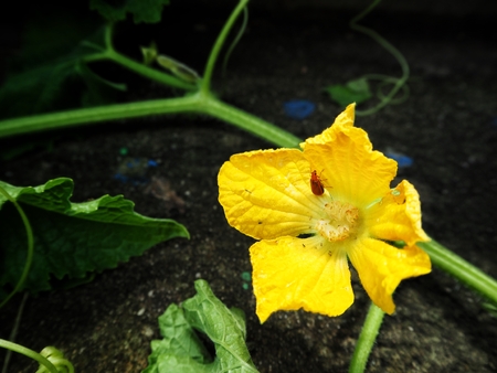 Yellow pumpkin flowerの写真素材