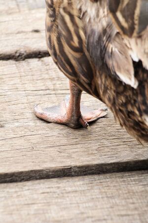 Foot of duckの写真素材