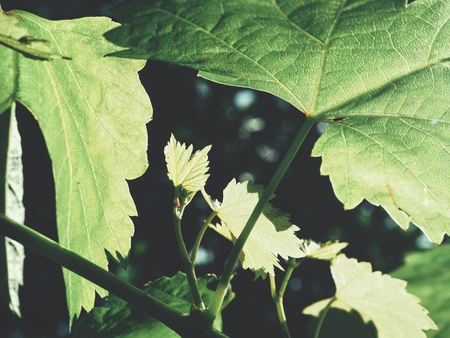 Grape leaves with shadowの写真素材