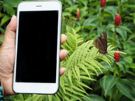 Smart phone on hand with butterflyの写真素材