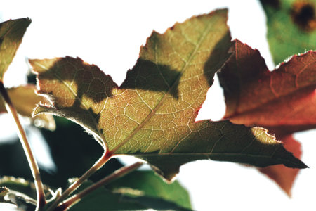 Maple tree