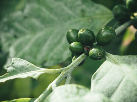 Coffee plant