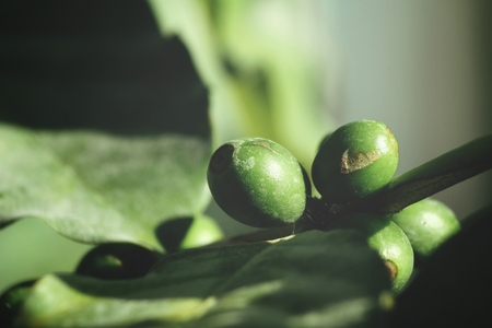 Coffee plantの写真素材