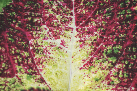 Red leaves background