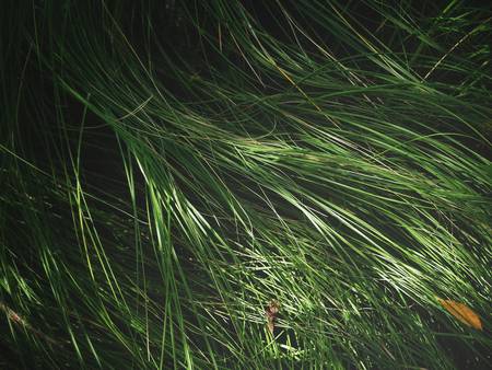 Grass leaves backgroundの写真素材