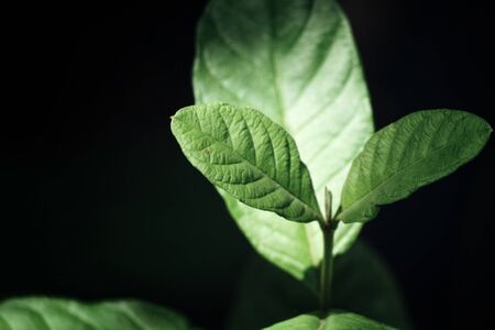 Green leaves with shadowの写真素材