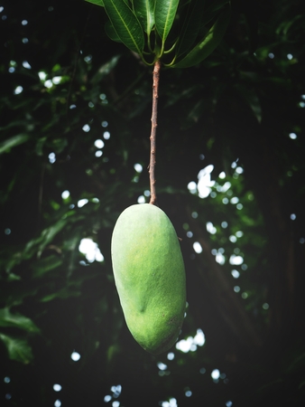 Mango treeの写真素材