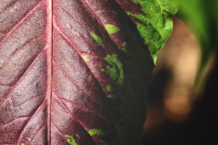 Red leavesの写真素材