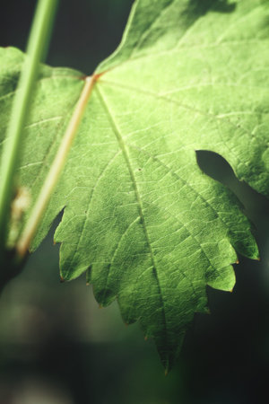 Grape leaves