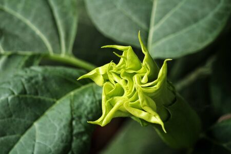 Green flowerの写真素材