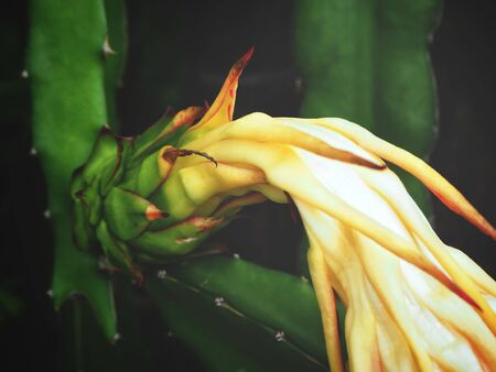 Dragon fruitの写真素材