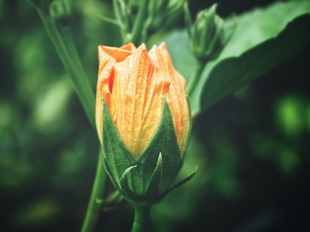 Hibiscus flower - orange flowerの写真素材