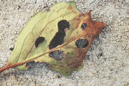 Dried leavesの写真素材