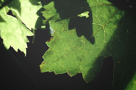 Grape leavesの写真素材