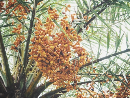 Date palm treeの写真素材