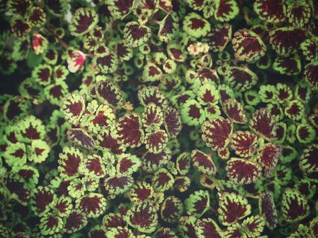 Red leavesの写真素材