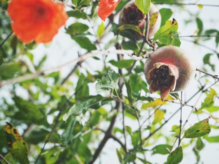 Pomegranate fruit on treeの写真素材