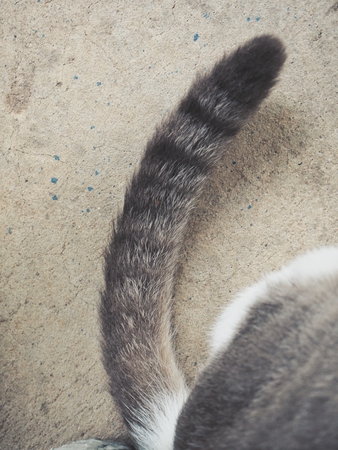 Tail of a catの写真素材