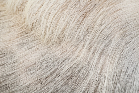 Dog hairの写真素材