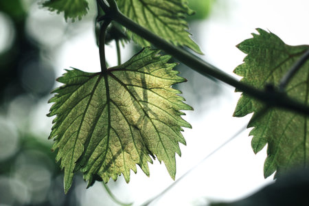 Grape leaves
