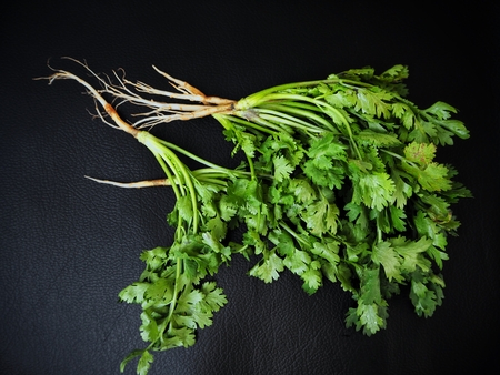 Coriander on black backgroundの写真素材