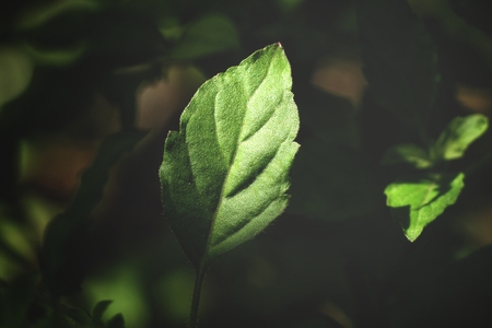 Basilの写真素材