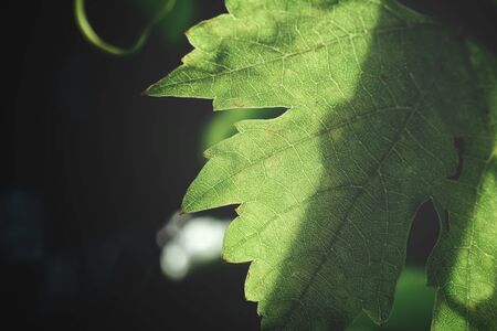 Grape leavesの写真素材