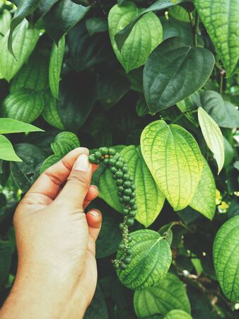 Peppercorns on handの写真素材