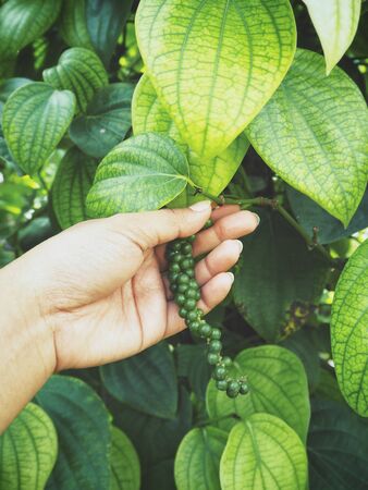 Peppercorns on handの写真素材