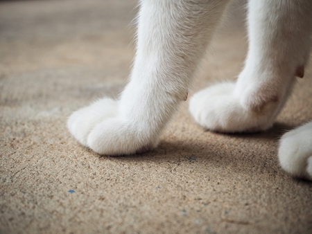 Feet of catの写真素材