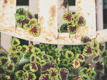 Red leavesの写真素材