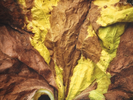 Dried leavesの写真素材