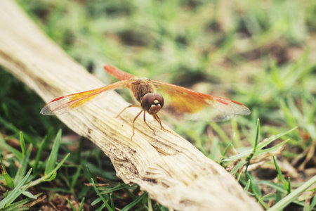 Dragonfly in the natureの写真素材