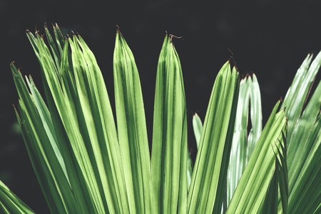 Palms leaves backgroundの写真素材