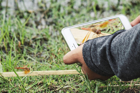 Taking a photo of dragonfly with smart phone