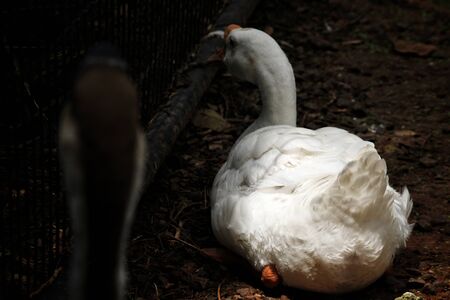 Swanの写真素材