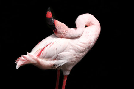 Flamingo on black backgroundの写真素材